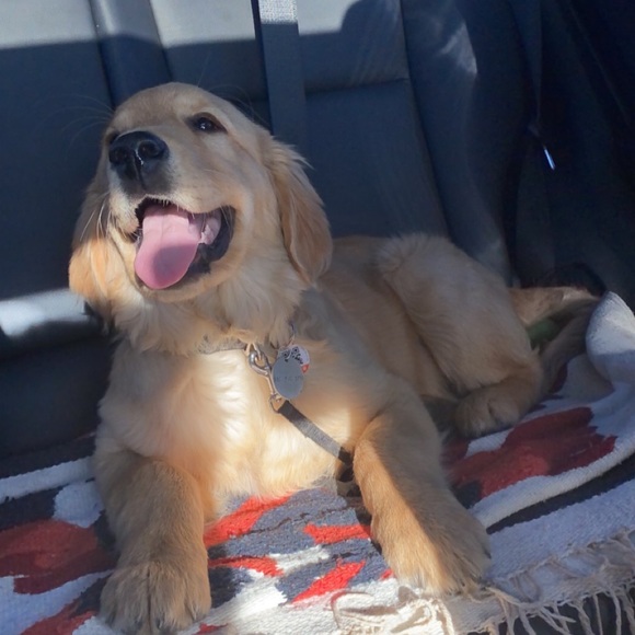 Meet your Posher, Quinn - Picture 1 of 1